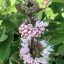 Kékszakál 'Caryopteris Incana Pavilon White'