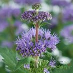 Kékszakál 'Caryopteris Incana Pavilon Blue'