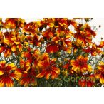 Menyecskeszem 'Coreopsis Sunstar Orange'