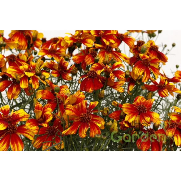 Menyecskeszem 'Coreopsis Sunstar Orange'