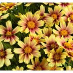 Menyecskeszem 'Coreopsis Solanna Sunset Burst'