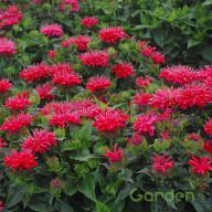 Méhbalzsam 'Monarda didyma Pardon My Cerise'