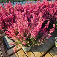 Erika 'darleyensis'