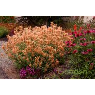 Izsópfű 'Agastache Poquito orange'