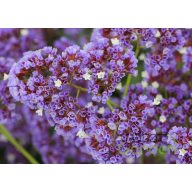   Sóvirág 'Strandflieder Limonium perezii Purple Parachute'