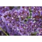 Lila apró virágfürtös sóvirág Limonium perezii Purple Parachute évelő, bőséges virágzás.