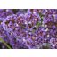 Sóvirág 'Strandflieder Limonium perezii Purple Parachute'