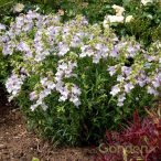 Bugatölcsér 'penstemon harlequin lilac'
