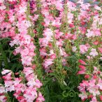 Bugatölcsér 'penstemon Flock of flamingos'