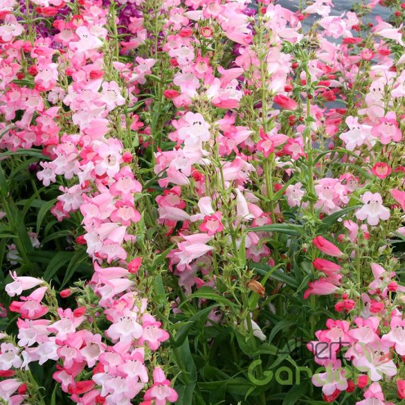 Bugatölcsér 'penstemon Flock of flamingos'