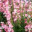 Bugatölcsér 'penstemon Flock of flamingos'