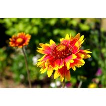 Kokárdavirág 'Gaillardia'
