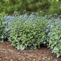 Kaukázusi nefelejcs 'Brunnera'