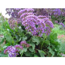 Sóvirág 'Limonium'