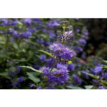 Kékszakál 'Caryopteris'