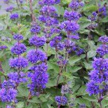 Kékszakál 'Caryopteris'
