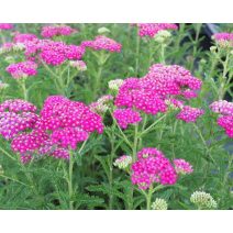 Cickafark 'Achillea'