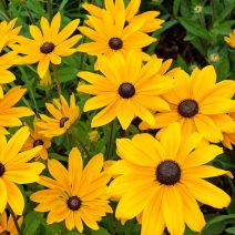 Kúpvirág 'Rudbeckia'
