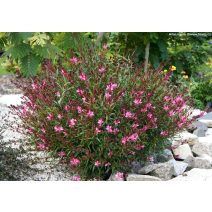 Díszgyertya 'gaura'