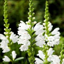 Füzérajak 'Physostegia'