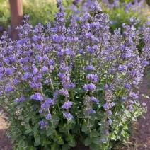 Macskamenta 'Nepeta'