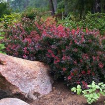 Berberis 'Thunbergii'