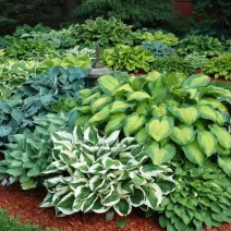 Árnyékliliom 'Hosta'