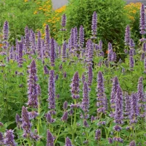 Izsópfű 'Agastache'