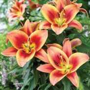 Liliom