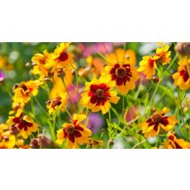 Menyecskeszem 'Coreopsis'