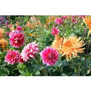 Dahlia
