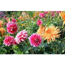 Dahlia