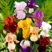 Iris