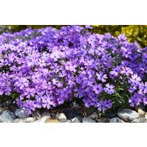 Lángvirág 'Phlox'