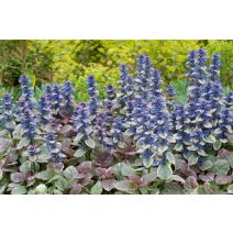 Indás Ínfű ( Ajuga)