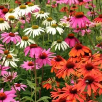 Kasvirág 'Echinacea'