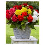 Begonia ( Virághagyma)